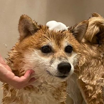 _paipaitintin's profile picture. 生きててごめん