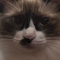 IbetoX_$XTER (@ibetoxx96513) 's Twitter Profile