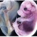 Walczak Lab (@walczak_lab) Twitter profile photo Walczak Lab (@walczak_lab) Twitter profile photo