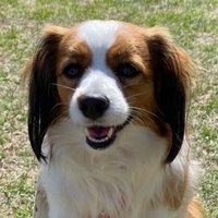 こっこ (@p1w3bkhryavva8e) 's Twitter Profile
