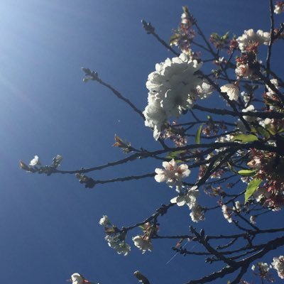 algo entre babá de candle e concurseira | nordestina