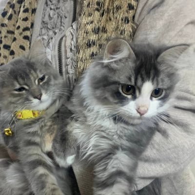 h4xlq1's profile picture. 