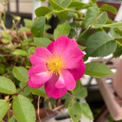 1UbBSHP2ul89558's profile picture. 