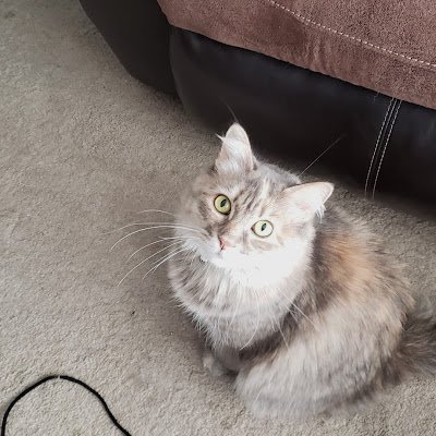 Nelson526767646's profile picture. I am a father, a grandfather, a Christian, a Trump supporter, and a conservative