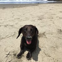 𝔸 𝔻𝕠𝕘 𝕒𝕟𝕕 𝕙𝕚𝕤 𝔹𝕠𝕪 (@adamludwick1) 's Twitter Profile Photo