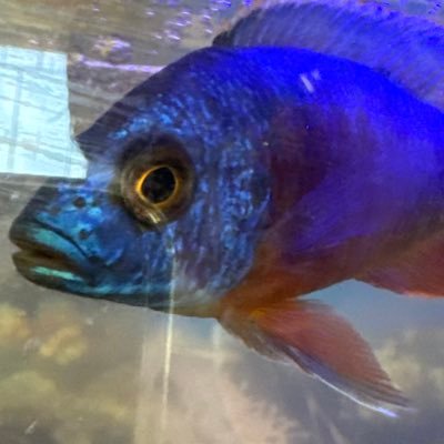 breadontrees1's profile picture. amirite