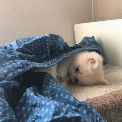 mairuudi2004's profile picture. 