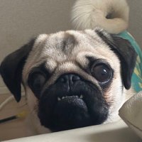 パグ犬🐶金太郎 (@kotakin04190316) 's Twitter Profile