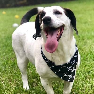 SneedCoding's profile picture. 
