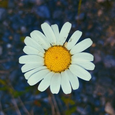 GarbineSagarduy's profile picture. 