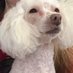 Poodlemom (@poodlemom1234) Twitter profile photo Poodlemom (@poodlemom1234) Twitter profile photo