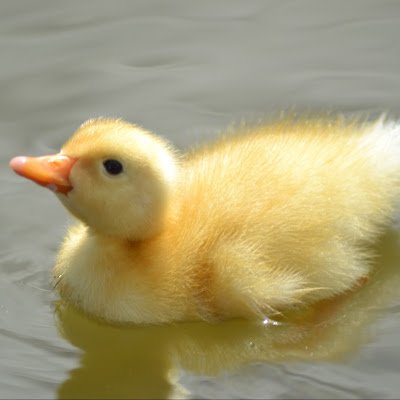 B0ng0S3t's profile picture. 