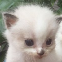 shres (@waocruncher) 's Twitter Profile