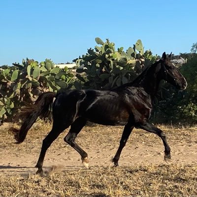 shaunfenech5's profile picture. 