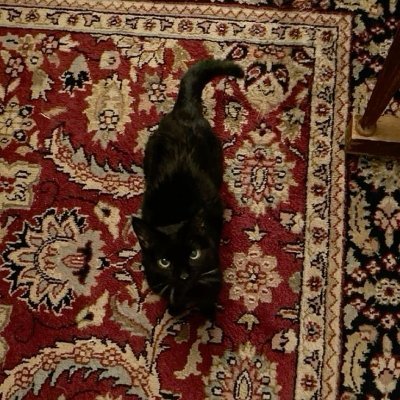 quietviolette's profile picture. i never understood the vampire craze until jacob anderson's louis graced my screen | iwtv editor