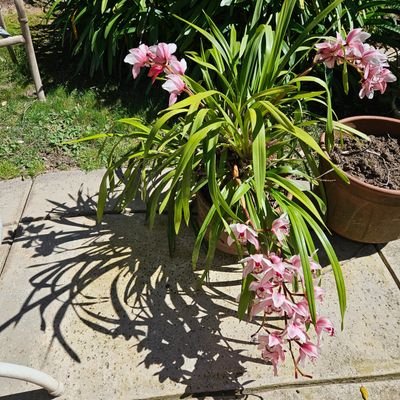 SniffTest's profile picture. 