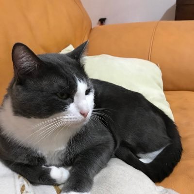 andreac94790144's profile picture. graduada en ciencias de la comunicación, me gusta escribir y leer. fan de los deportes y algo de política.