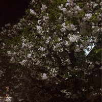 ハムクロワッサン (@hnlihe) 's Twitter Profile