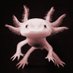 Axoli (@axolianimates) Twitter profile photo Axoli (@axolianimates) Twitter profile photo