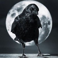 Signore Corvo (@corvosignore) 's Twitter Profile Photo