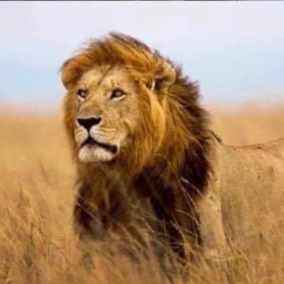 WhoIsDisOne1's profile picture. 