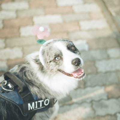 なおと 犬の写真屋さん〖つじや〗さんのプロフィール画像