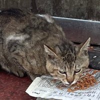 ねこたろう (@nyanco_nekotaro) 's Twitter Profile