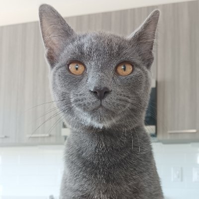 sc27610's profile picture. Mom, wife, home designer,  animal lover, & reader. Raised 3 kickass kids & still keeping my T1D alive & out of the hospital. Find me on Steam 449814627. ✌️🤟