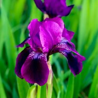 Kathy Cranston (@kathycranston2) 's Twitter Profile