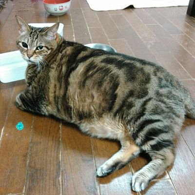 仙台の血が騒ぐ😉👍️✨旅行が好き🐱🐶,動物大好き,食べ歩き😅ツムツム大好き🙇♂️
😊ムササビ君やりた~い‼️
