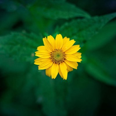 firuz1616's profile picture. أجمل النفوس هي من تُريد لك خيراً حتى وإن لم تلتقي بك . .🌹