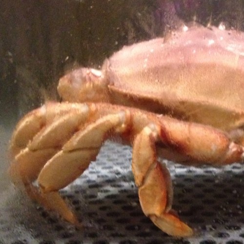 club_dinner's profile picture. 