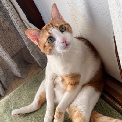 HisamiMori18991's profile picture. 