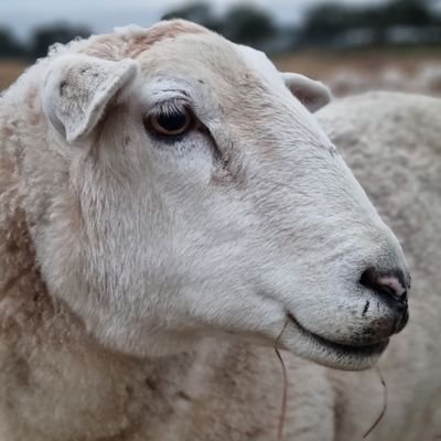 lyndal_marie's profile picture. 
