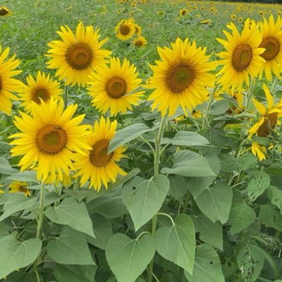 heaten774's profile picture. 猫と食べ物の動画写真を投稿してる人/たまに出てくる綾瀬氏は旦那/秋田移住10年目/令和4年4月息子氏/令和7年3月28日娘氏誕生