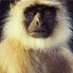 HM (@hindumonkey) Twitter profile photo HM (@hindumonkey) Twitter profile photo