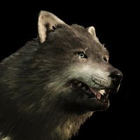 Luke Reilly (@taleofawolf) 's Twitter Profile Photo