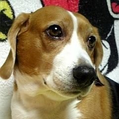 sakura31352005's profile picture. 