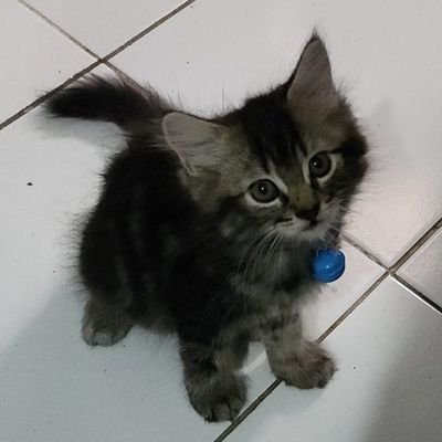 ㅤㅤㅤcyber acc & business serabutan, jual apapun yang bisa dijual. - maaf ya masih close dulu 🙇♂️🙏