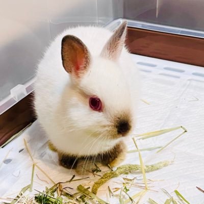 niconicousa's profile picture. ごまシフォンケーキのシフォン♀(4歳) BD4/17   赤い果実のざくろ♂(0歳)BD4/26と暮らしてます🏠ミッフィーちゃんとなでうさちゃん好きです🌷