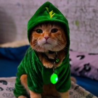 YOUTRUE TV 🐸🐸🐸🐸 ⚡️🐑 (@youtruet) 's Twitter Profile