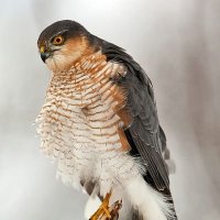 aliz altamirano leon (@alitoaal) 's Twitter Profile
