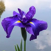 WaterIris (@iris3water) 's Twitter Profile