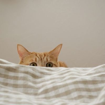 aolivarez's profile picture. 