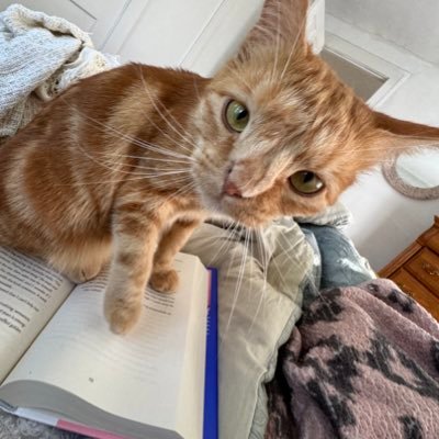 marmaladeroma's profile picture. two stinky cats + Frank