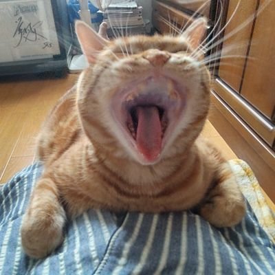 俺は猫オヤジだ (@h0529t0404) / Posts / X