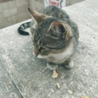 🌙Gül (@karimoffa0) 's Twitter Profile