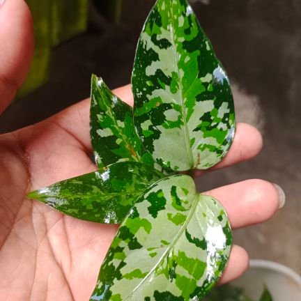 shipping DHL.EMS.Air cargo.payment via paypalaglaonema pictum tree colour
Aceh Indonesia