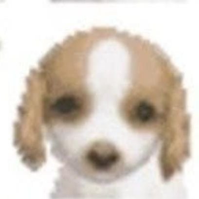 sofi 17 🧨🧨🧨さんのプロフィール画像