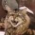 Garbage, the Cat. (@mrgarbagecat) Twitter profile photo Garbage, the Cat. (@mrgarbagecat) Twitter profile photo